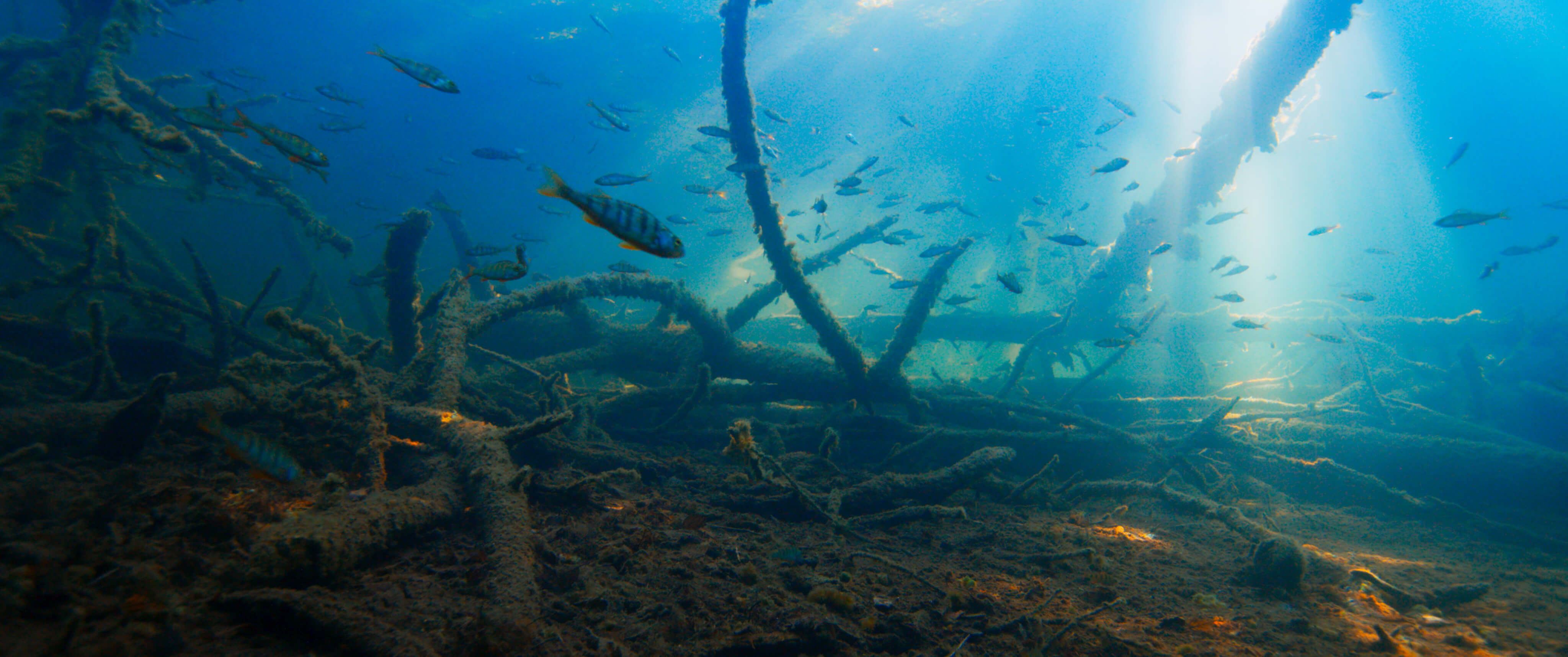 LUONTOSINFONIAN TRAILERI JULKAISTU